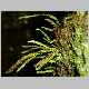 Lellingeria saffordii.jpg